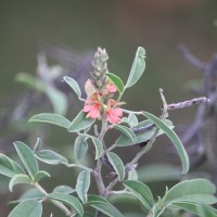 Indigofera oblongifolia Forssk.
